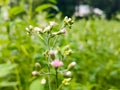 ÃÂ 

Tiny Flowers on Cyanthillium Cinereum or Little Ironweed Plant Royalty Free Stock Photo